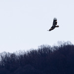 Middle Creek Wildlife Management Area in Lancaster County, Pennsylvania A juvenile bald eagle flies above Middle Creek Wildlife Management Area in Stevens, Pa., on Feb. 14, 2024. Dammed to create Middle Creek reservoir, the area is a haven for migrating waterfowl, with tens of thousands of snow geese as well as Canada geese, tundra swans, ducks and other birds drawing spectators every February. (Photo by Will Parson/Chesapeake Bay Program)

USAGE REQUEST INFORMATION
The Chesapeake Bay Program&#039;s photographic archive is available for media and non-commercial use at no charge. To request permission, send an email briefly describing the proposed use to requests@chesapeakebay.net. Please do not attach jpegs. Instead, reference the corresponding Flickr URL of the image.

A photo credit mentioning the Chesapeake Bay Program is mandatory. The photograph may not be manipulated in any way or used in any way that suggests approval or endorsement of the Chesapeake Bay Program. Requestors should also respect the publicity rights of individuals photographed, and seek their consent if necessary.