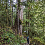Wild Dare Grove Big cedar on the Middle Fork trail near the bridge