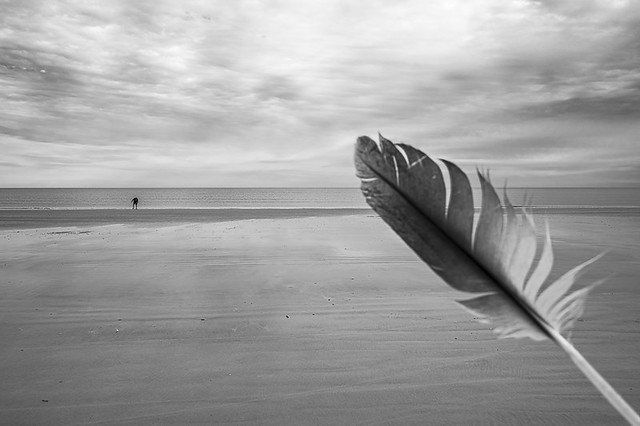A Seagulls Feather . . .
