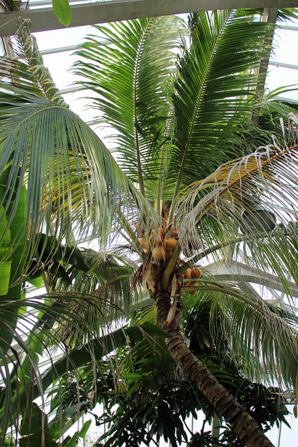 Cocos nucifera - Kokospalm -  BG Meise 240124-1
