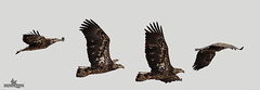 Representation of a Juvenile Bald Eagle in flight