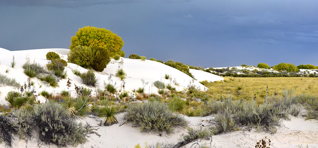 White Sands Ecotone Landscape
