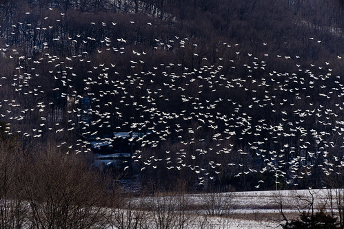 Middle Creek Wildlife Management Area in Lancaster County, Pennsylvania Snow geese visit a snow-covered farm field near Middle Creek Wildlife Management Area in Stevens, Pa., on Feb. 14, 2024. Dammed to create Middle Creek reservoir, the area is a haven for migrating waterfowl, with tens of thousands of snow geese as well as Canada geese, tundra swans, ducks and other birds drawing spectators every February. (Photo by Will Parson/Chesapeake Bay Program)

USAGE REQUEST INFORMATION
The Chesapeake Bay Program&#039;s photographic archive is available for media and non-commercial use at no charge. To request permission, send an email briefly describing the proposed use to requests@chesapeakebay.net. Please do not attach jpegs. Instead, reference the corresponding Flickr URL of the image.

A photo credit mentioning the Chesapeake Bay Program is mandatory. The photograph may not be manipulated in any way or used in any way that suggests approval or endorsement of the Chesapeake Bay Program. Requestors should also respect the publicity rights of individuals photographed, and seek their consent if necessary.