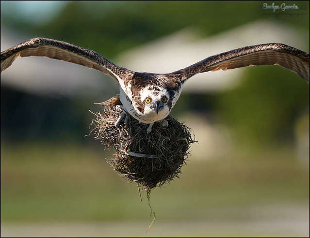 fluff for the nest