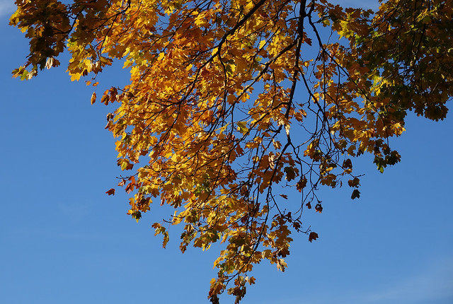 Maple tree gold