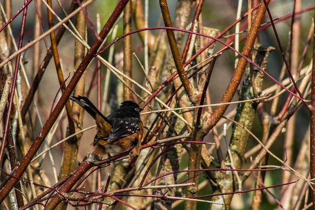 Spotted Towhee 2019 03 23 01