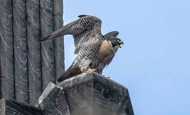 Peregrine Falcon (Falco pereginus)