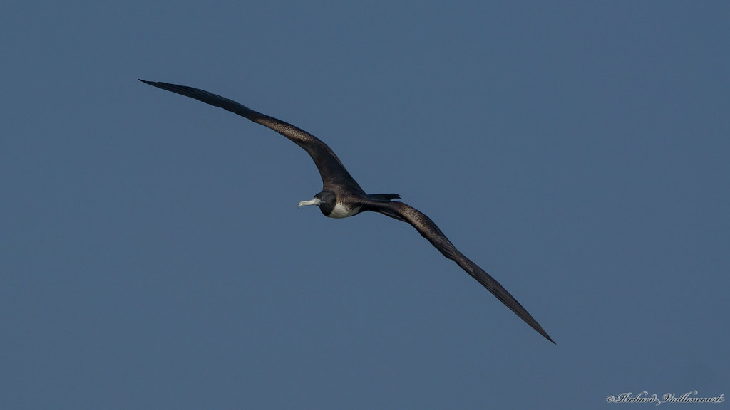 Frégate superbe - Magnificent Frigatebird - Playa Blanca - Rio Hato - Panama - 01964