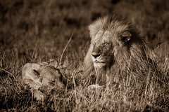Lions on the Mara Triangle Conservancy. Greeting the day and enjoying some love.