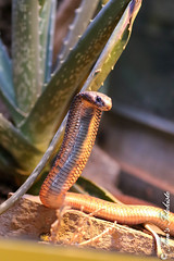 Arabische Kobra (Naja arabica)