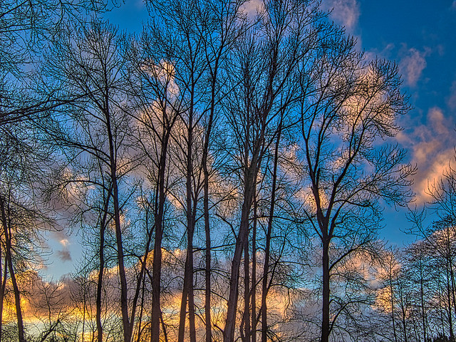 Sunset Through Winter Trees