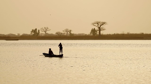 Simal, Delta du Sine Saloum - Sénégal