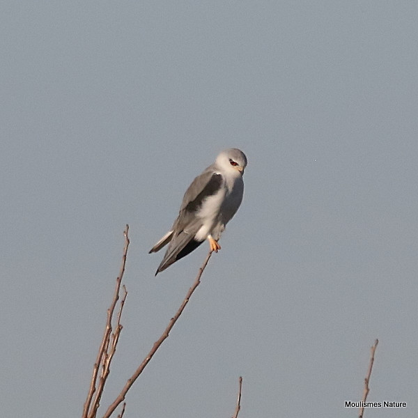 0S8A7285. Black-winged Kite (Elanus caeruleus) ad