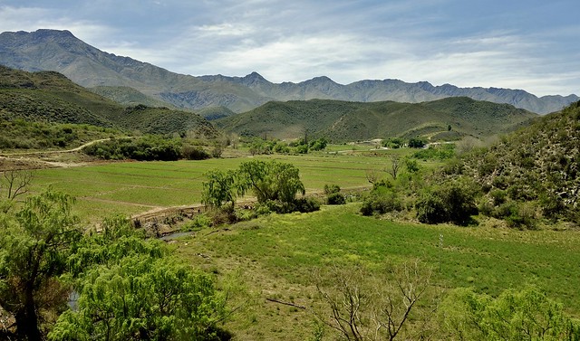 SÜDAFRIKA( South-Africa),   KLeine Karoo, grüne Landschaft Richtung Oudtshoorn vor den Swartbergen , 22627