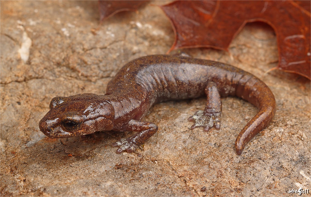 Samwel Shasta Salamander (Hydromantes samweli)