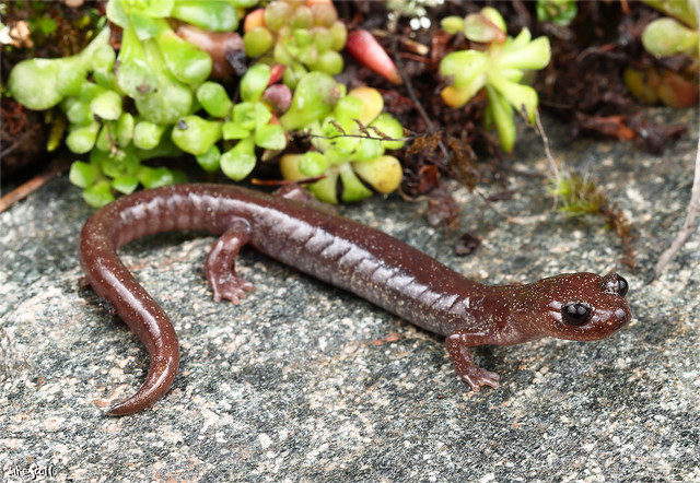 Scott Bar Salamander (Plethodon asupak)