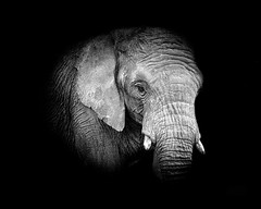 Elephant.jpg