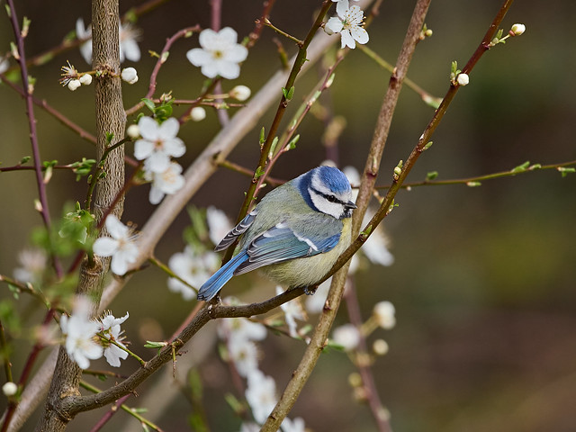 Blue Tit amongst the Blossom