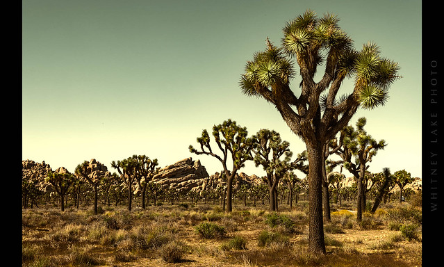 Desert Forest