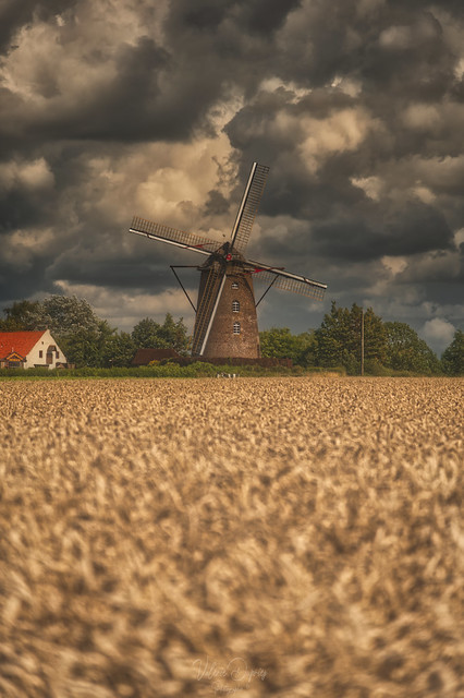 Le Steenmeulen un moulin au coeur des monts de Flandre