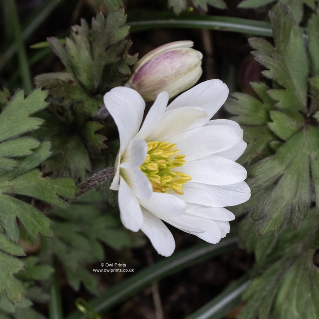 Anemone blanda 'White Splendour'