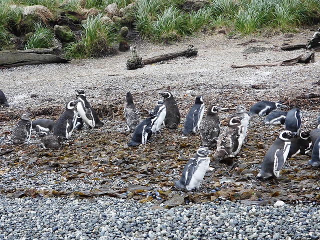 9289ex  Magellanic Penguins -- Tucker Islets