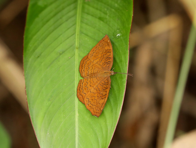 Common Castor Butterfly --- Ariadne merione