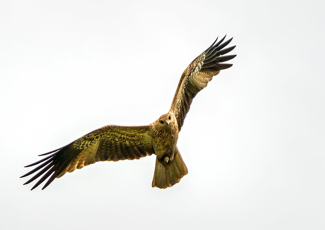 whistling kite (Haliastur sphenurus) at Buffalo Creek (Darwin), Northern Territory, Australia
