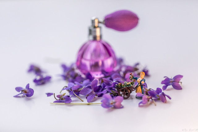 De la marchande de Fleurs au parfum  -Violette-