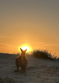 Kangaroo backlit 2