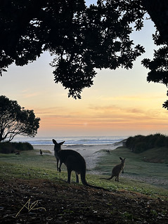 Kangaroo Dawn