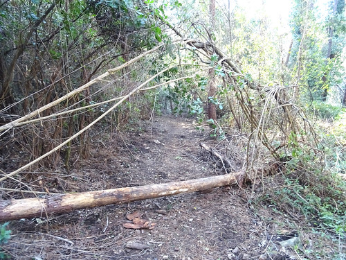 Troncs et branches abattus en travers de la piste au départ de Funtanedda