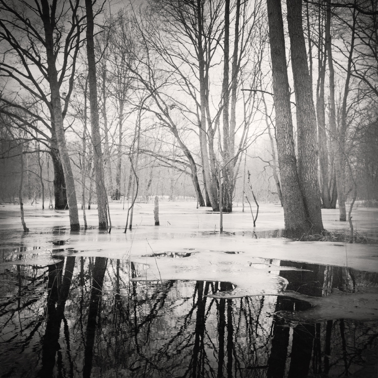 Melting ice in a floodplain forest. Homeĺskae Palesse, 2024.11