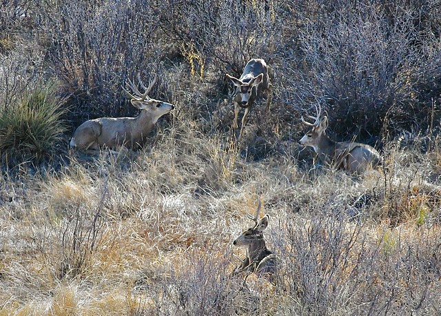 Young Mule Deer Buck:  Running the Gauntlet