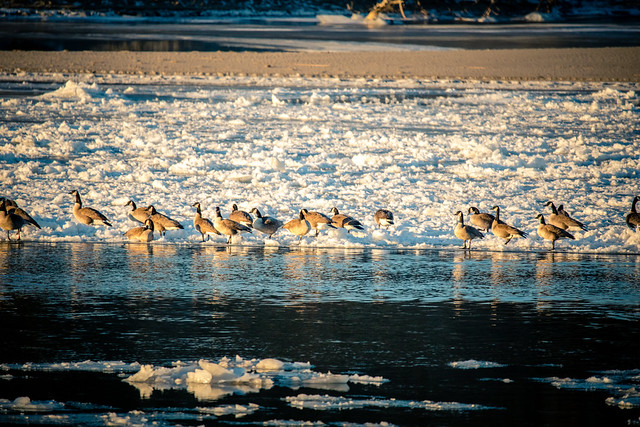 River Geese