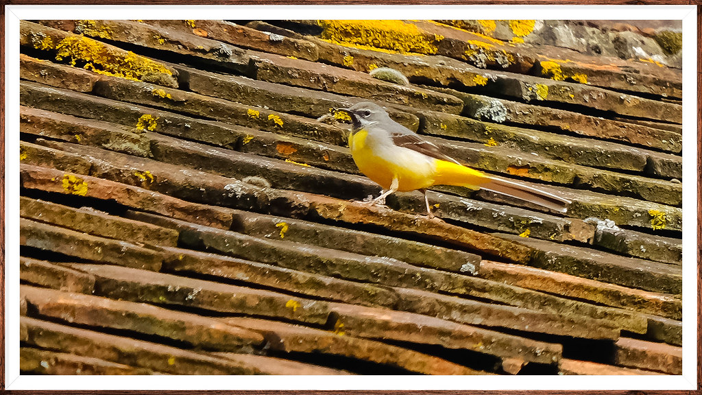 "Rooftop Wildlife @ Shoreham Kent..