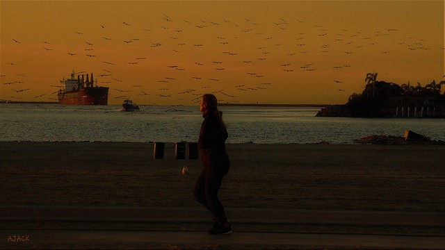 Dawn,  Beachfront,  Incoming Birds