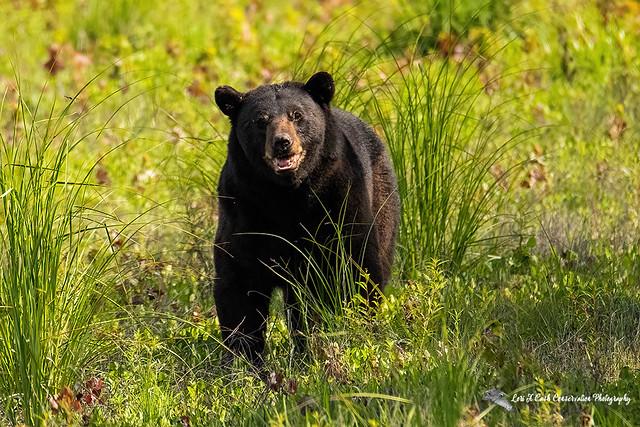 Black Bear Looking Straight Ahead