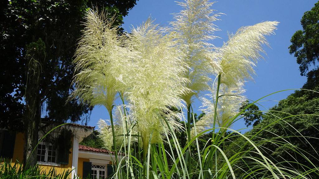 Pampas Grass (Cortaderia selloana), Botanical Garden (Jardim Botânico), Rio de Janeiro, Brazil