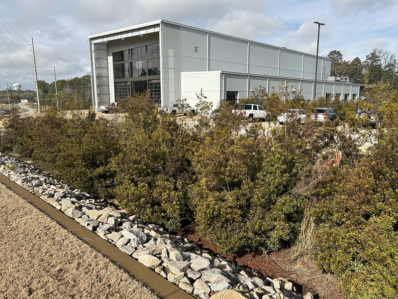 A row of large bushes surrounded by rocks in front of a large grey building