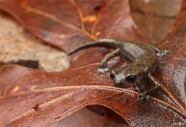 Samwel Shasta Salamander (Hydromantes samweli)