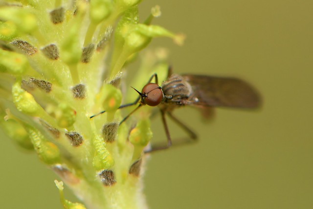 Dance Fly (Empididae) on a willow catkin