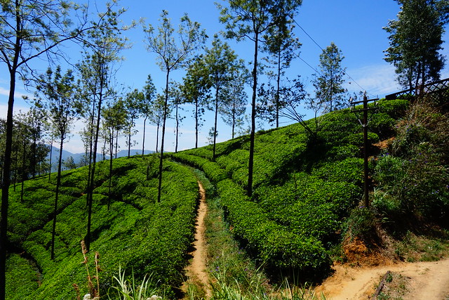 Tea Plantation - On the Train from Ella to Kandy, Sri Lanka