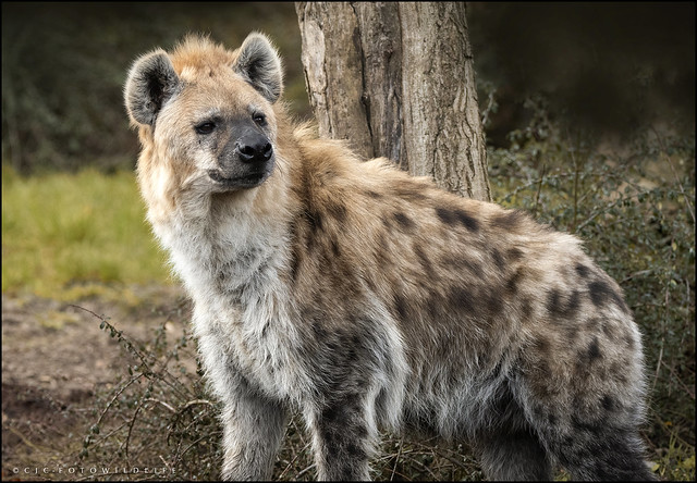 Spotted Hyena, Colchester Zoo.