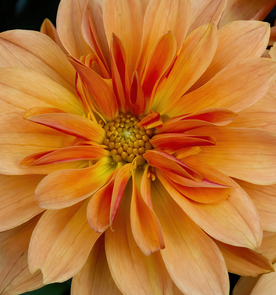 In the heart of a Dahlia
