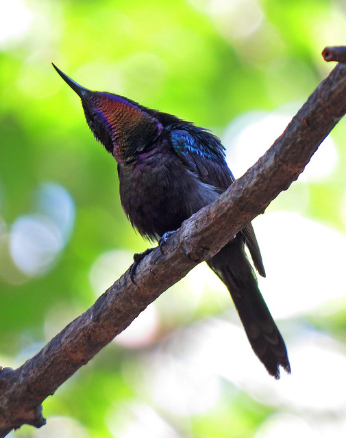 Copper-throated Sunbird - male (rare)