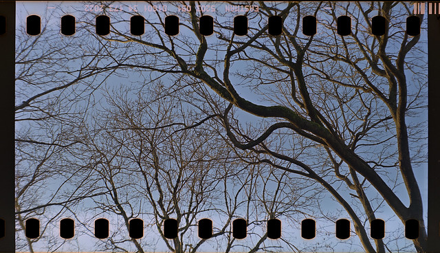 Trees - Film Franka Solida