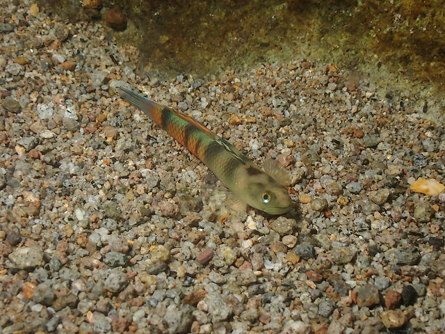 Sicyopus zosterophorus Male