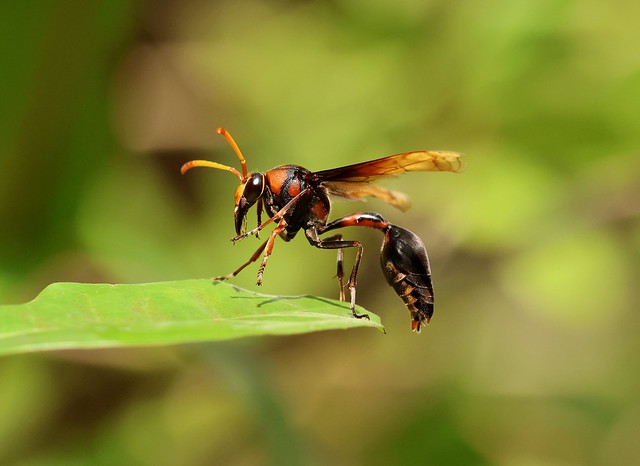 Potter Wasp --- Delta pyriforme ssp circinale