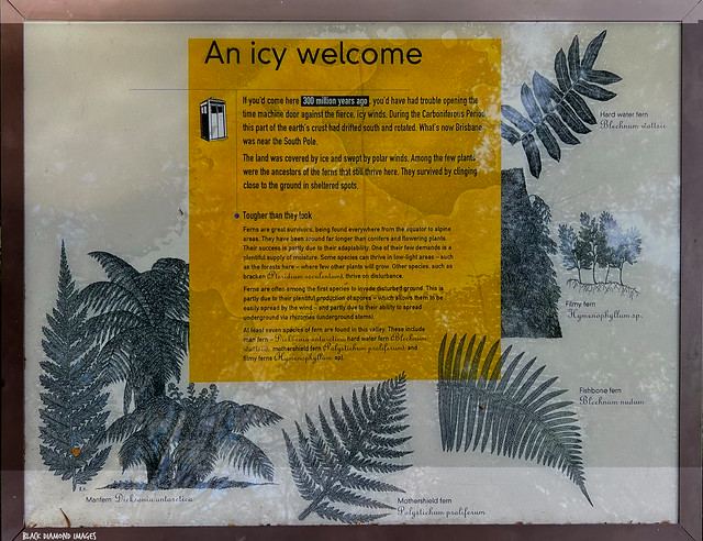 Carboniferous Period & Ferns, Icey Welcome, Interpretive Sign, Nelson Falls, Lyell Highway, West Coast, Tasmania